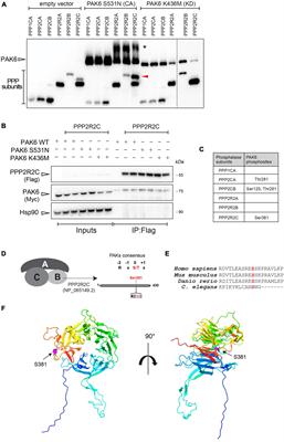 PAK6-mediated phosphorylation of PPP2R2C regulates LRRK2-PP2A complex formation